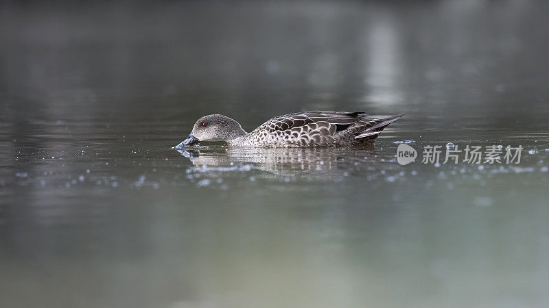 灰色蓝绿色(Anas gracilis)